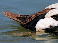 Eider (Tail) - pic by Nigel Key